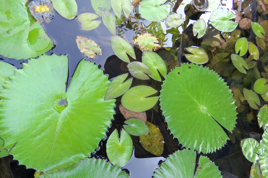 Natural water lily leaves floating on pond surface with reflections. Green botanical background ideal for eco, wellness, spa and calm nature themes. High detail texture