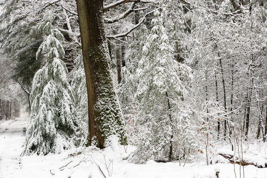 Snowy woodland path beside a large mossy tree trunk and evergreen trees bending under the weight of fresh snow.