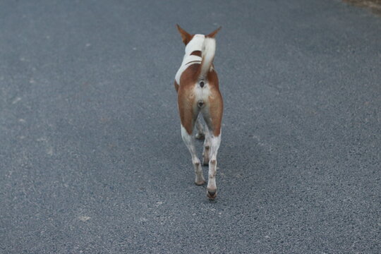 A Solitary Canine Journey: A brown and white dog walks away down an asphalt road, its tail held high.