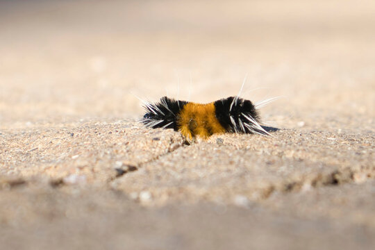 Spotted Tussock Moth Caterpillar