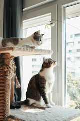 Two domestic cats relaxing on a cat tree beside a bright window at home. Cozy indoor lifestyle scene showcasing companionship, climbing, observation, and feline enrichment. © Ekaterina