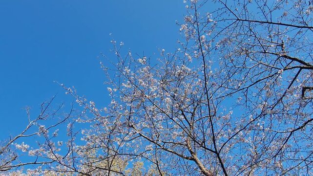 Low angle view of blooming cherry blossom branches with pink and white flowers against a clear blue sky during spring.