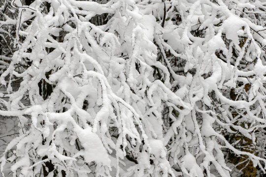 Dense tree branches heavily covered in fresh white snow, creating an intricate natural winter texture in a quiet forest setting.