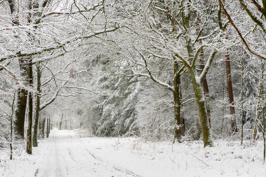 Snow-covered forest road winding through a peaceful woodland of bare deciduous trees and evergreens after fresh snowfall.