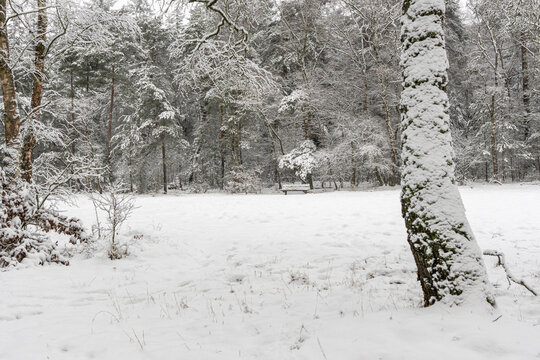 Peaceful snow-covered forest clearing with a mossy tree trunk in the foreground and a solitary wooden bench among the winter trees.