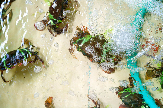 Live crabs tied with green rubber bands in a shallow water tank with air bubbles. Top view of fresh seafood in a wet market or restaurant aquarium. Raw shellfish and aquatic life concept.