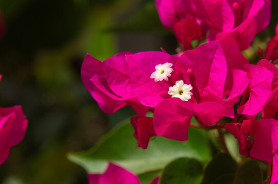 Close up of pink bougainvillea bracts with small white flowers in bright sunlight.
