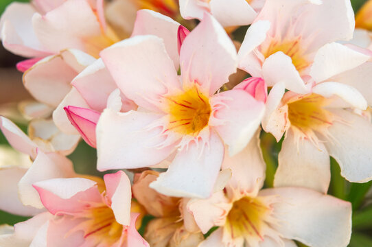 Close up of light pink oleander flowers with yellow center in soft light.