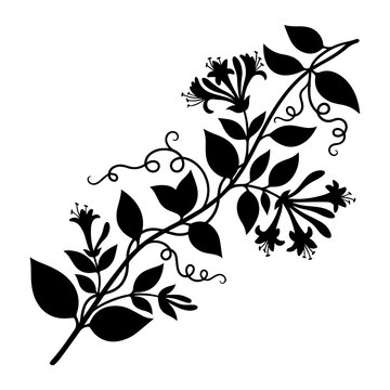 Black silhouette of a honeysuckle vine branch with flowers and curling tendrils isolated on a white background, for botanical