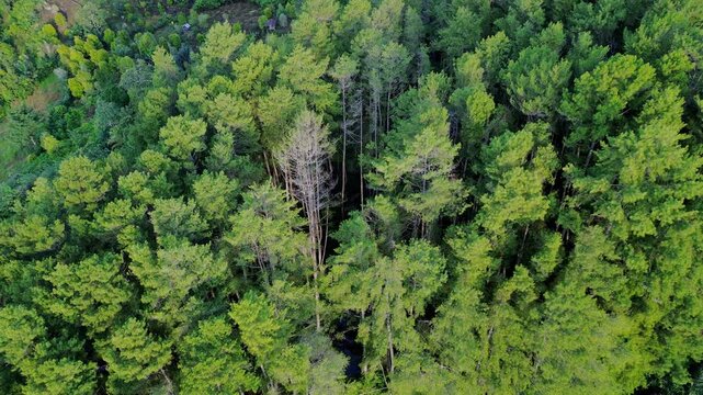 Aerial View of Dense Green Pine Forest