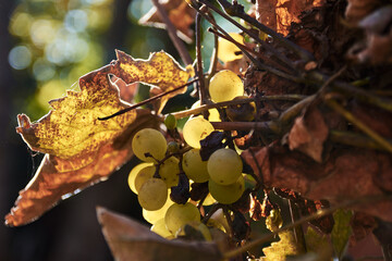 Close-up of ripe green grapes hanging on vine with autumn leaves in vineyard © Radu Bighian