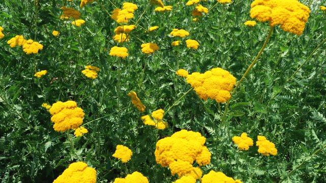 Yellow yarrow flowers sway in a gentle breeze in a green meadow. Vibrant achillea blossoms and golden cloth of gold plants bloom under bright summer sunlight, creating a natural garden background.