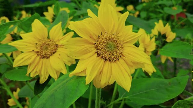Vibrant yellow sunflowers blooming in a lush green garden under soft natural daylight during the summer season.