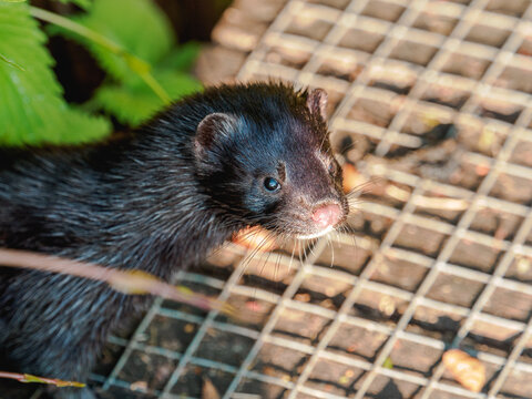 mink portrait invasive species to europe from North America