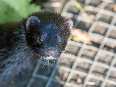 close up portrait of a mink  in the wild on the hunt