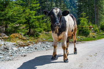 Cow at alps farming. Cattle farming. Cow in wild nature. Cow graze at farming pasture. Graze in pasture. Cow in countryside. Domestic animal on summer farm. Rural landscape with cattle © be free