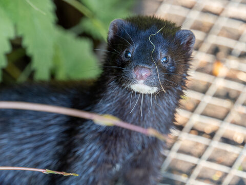 wild mink staring back