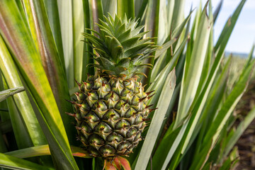 Fototapeta premium Fresh Young Pineapple Growing on Plant,A close-up vertical shot of a small, vibrant green young pineapple growing naturally surrounded by its spiky leaves on the plantation.