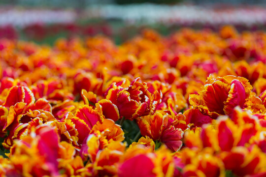 Field of beautiful multi-colored tuli