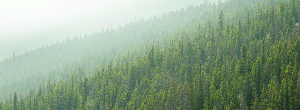 Lush Green Pine Forest or Forrest in the Mountains Natural Beauty and Healthy Environment