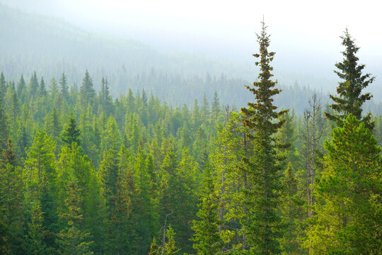 Lush Green Pine Forest or Forrest in the Mountains Natural Beauty and Healthy Environment