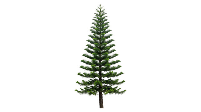 Symmetrical Norfolk Island Pine tree isolated on white background, green evergreen conifer for landscape design, tropical araucaria heterophylla plant