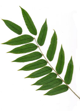 Green pinnate leaf branch isolated on solid black background