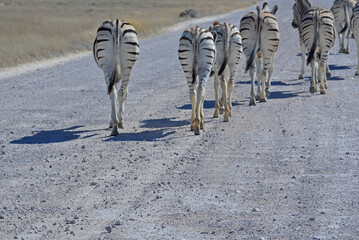 Zebra © camerawithlegs