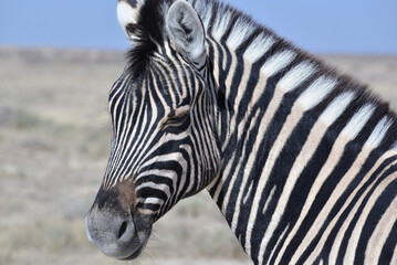 Zebra © camerawithlegs
