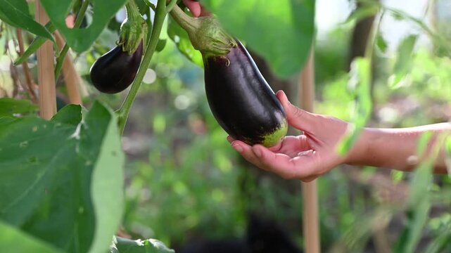 Close-up video footage of a gardener harvesting fresh purple eggplant with pruning shears in a home garden. Organic vegetable farming, agriculture, and healthy nutrition harvest concept