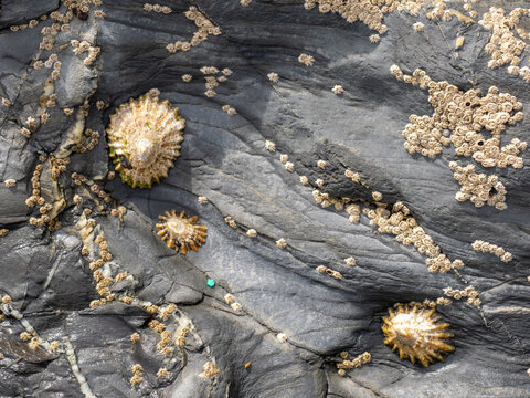 limpets attached to rocks during low tide  on the coast in the UK
