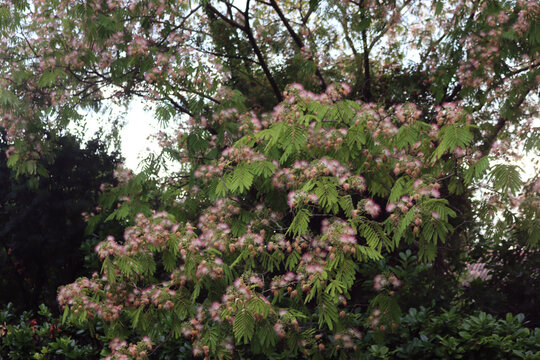 Persian silk tree flowers also called pink silk tree. Albizia julibrissin in bloom in the garden