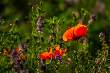 Obraz premium Coquelicots au Cap Hornu en Baie de Somme