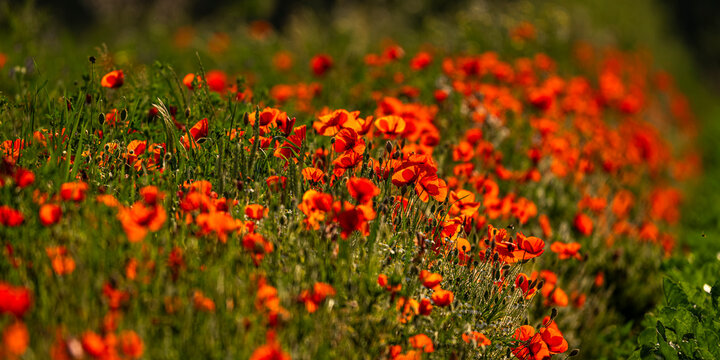 Coquelicots au Cap Hornu en Baie de Somme