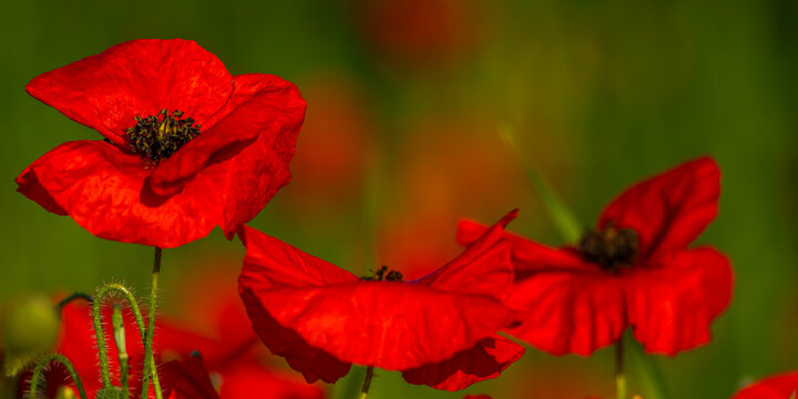 Coquelicots au Cap Hornu en Baie de Somme