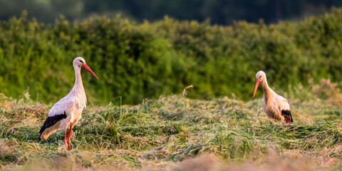 Cigognes et hérons garde-boeufs dans une pâture fraîchement fauchée © Alonbou