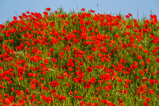 Talus couvert de coquelicots