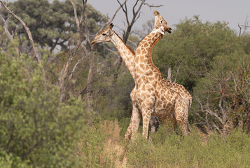 Giraffes fighting in Moremi Game Reserve, Botswana, Africa © dvlcom