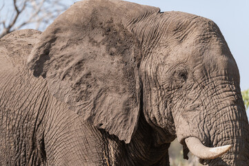 Close up of a Mud covered Elephant eating in Moremi Game Reserve, Botswana, Africa © dvlcom