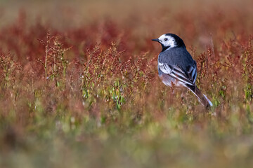 Obraz premium France, Somme (80), Baie de Somme, Le Hâble d'Ault, Pipit farlouse (Anthus pratensis - Meadow Pipit) // France, Somme (80), Baie de Somme, Le Hâble d'Ault, Meadow Pipit (Anthus pratensis)