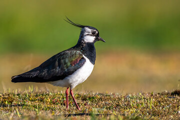 Vanneau huppé (Vanellus vanellus - Northern Lapwing) © Alonbou