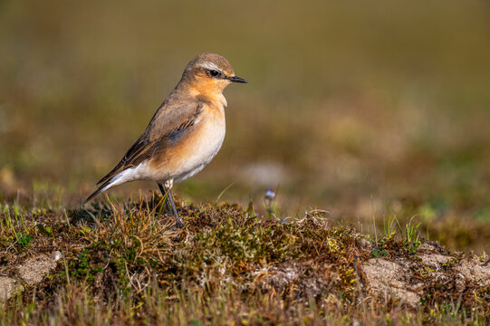 Traquet motteux (Oenanthe oenanthe - Northern Wheatear)