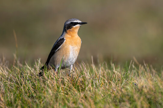 Traquet motteux (Oenanthe oenanthe - Northern Wheatear)