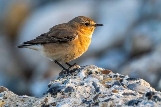 Traquet motteux (Oenanthe oenanthe - Northern Wheatear)