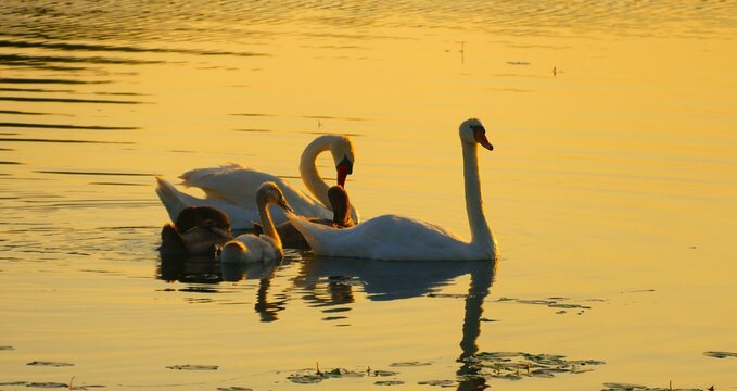 Swan family swim on the lake in beautiful golden sunset, waterbirds happy family background