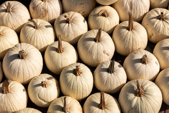 Pile of many ripe white bright pumpkins on stone floor against straw hay at pumpkin farm yard. Halloween thanksgiving celebration symbol plant. Country rustic squash autumn background