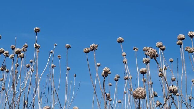 Low angle view of numerous dried spherical seed heads standing tall against a vibrant and clear blue sky during a sunny day.