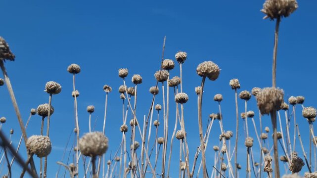 A collection of dried wildflower seed heads on slender stems stands against a brilliant clear blue sky in a low angle outdoor nature shot.