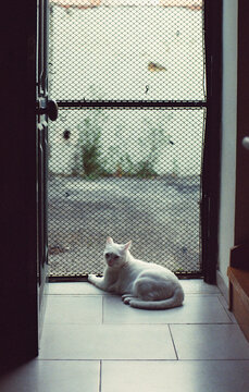 Cat By Screen Door