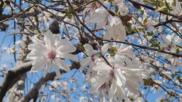 Magnificent white star magnolia blossoms blooming on tree branches against a vibrant clear blue spring sky.